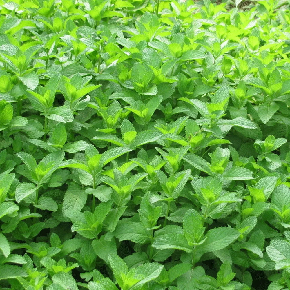 2021 Touchhealthy supply Factory supply 100% Pure Natural Spearmint seeds