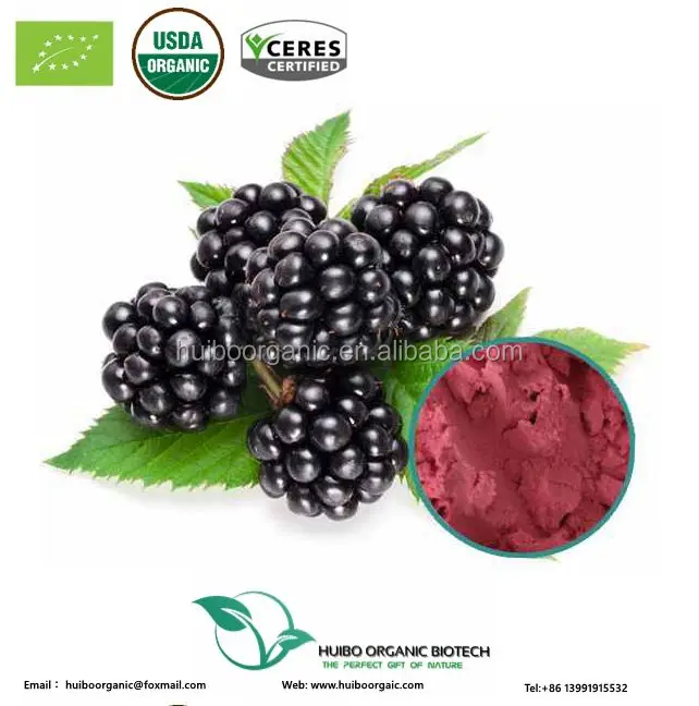Blackberry powder / instant blackberry powder for drink