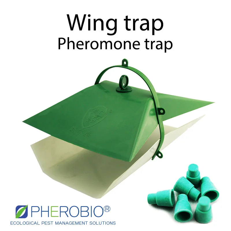 Tea tussock moth Arna pseudoconspersa pheromone lure pheromone trap