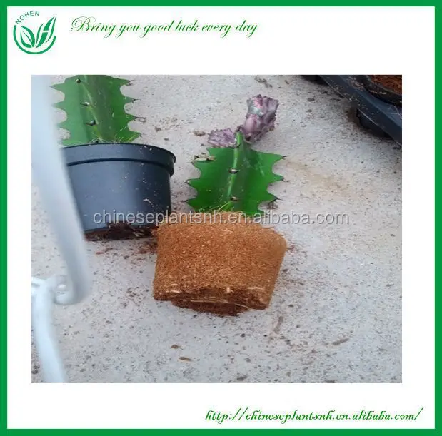 
Euphorbia Variegata Cactus Plants 