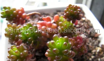 Sedun Rubrotinctum Redberry succulent bonsai