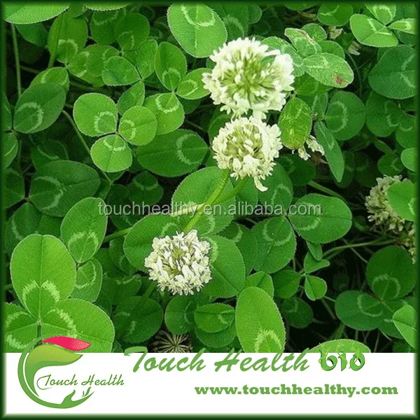 2021 Touchhealthy Поставка семян белого клевера/Trifolium repens L Семена/семена газона