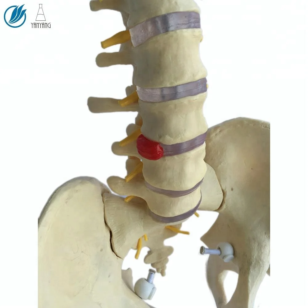 3d модель анатомического человеческого позвоночника из ПВХ для обучения