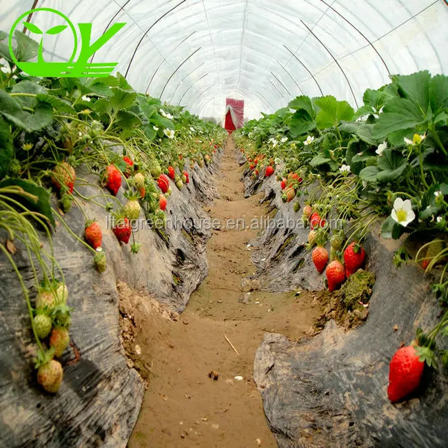 Tunnel greenhouse for agricultural melon and fruit plants