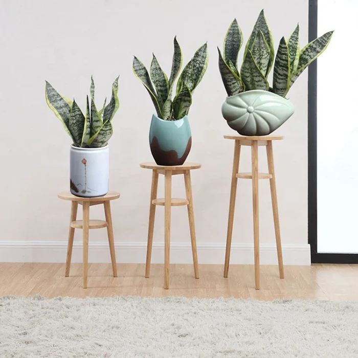
Houseplants all types of sansevieria plants / sansevieria trifasciata 