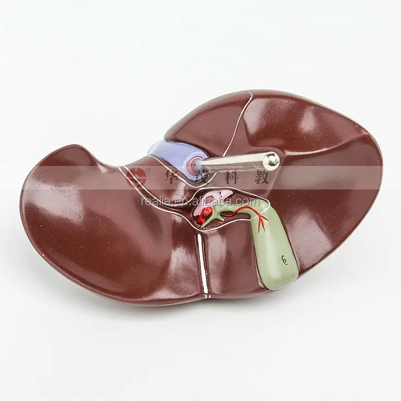 HM-BD-103 High quality Plastic Anatomical liver model