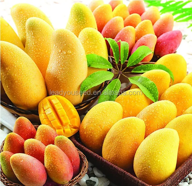 
MG01 Huangling good quality high production hybrid mango seeds for sale 
