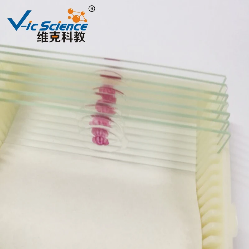 Cheap chick embryo slides prepared microscope slides