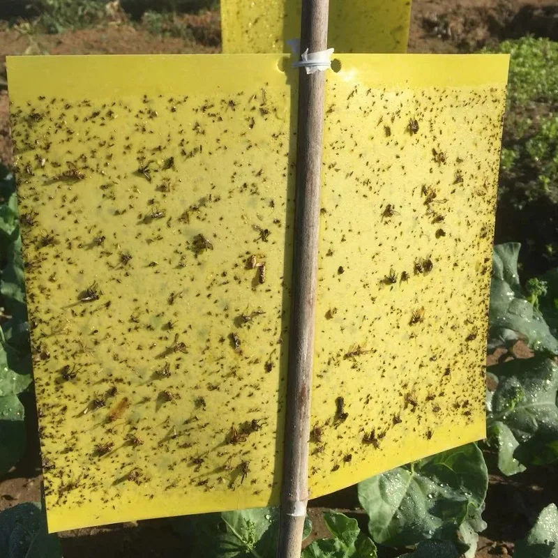 yellow blue polypropylene PP roll PPsheet PP board for insect sticky trap  Sticky board aphid killer garden strong fly sticky