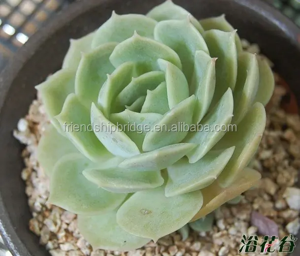 Wholesale  succulent plant Etheveria onslow succulents mini bonsai