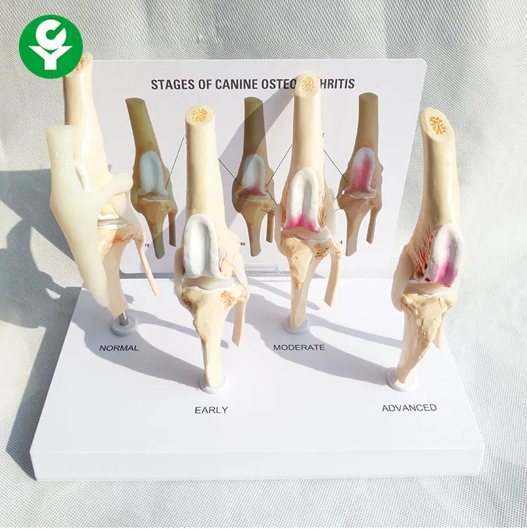 Dog knee joint model Stages of canine osteoporosis model