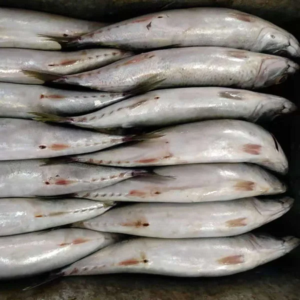 New fish fresh frozen whole round pacific mackerel