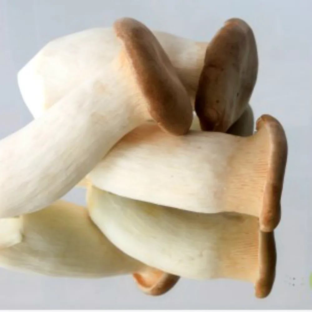 Pleurotus eryngii mushroom