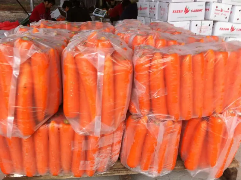 
Chinese fresh carrot from China 