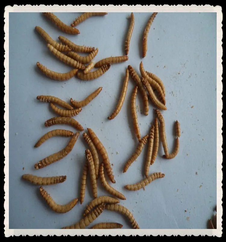
China wholesale package in bags or cans microwaved dry mealworms 