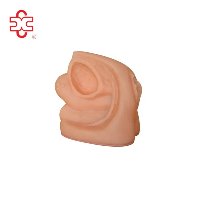 anatomical female genital model