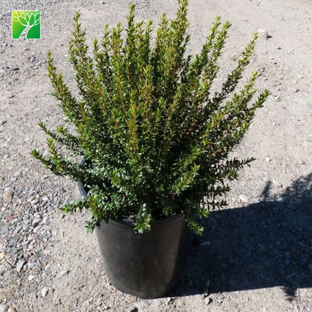 
Wholesale 2.5-5m max height rounded shrub plant shape Myrtus communis Common myrtle 