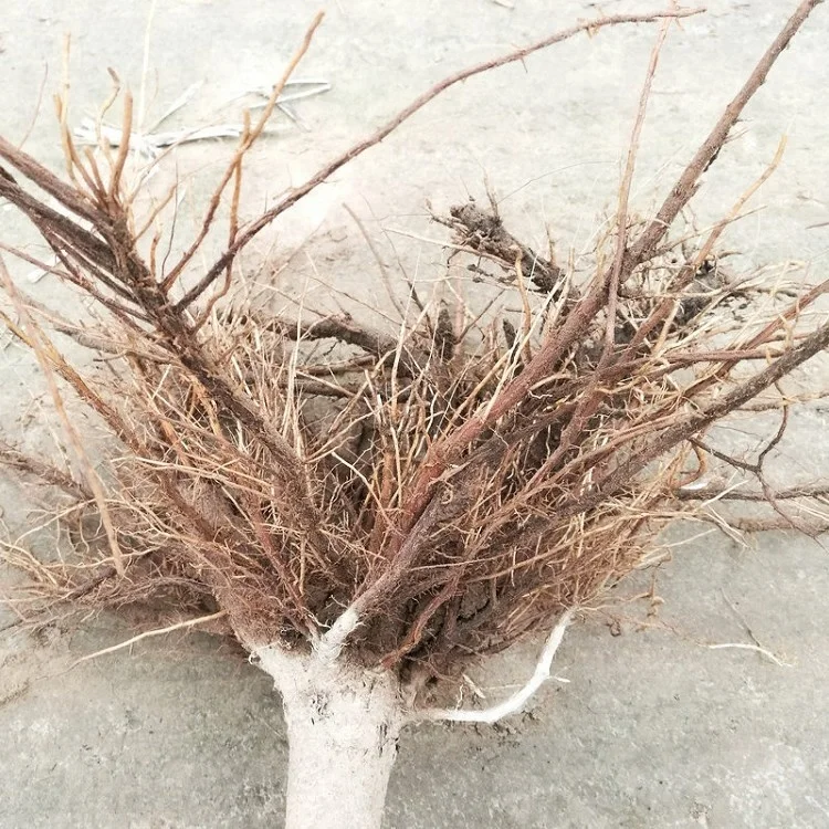 China cold resistant fast grow royal empress paulownia FTE young tree for planting