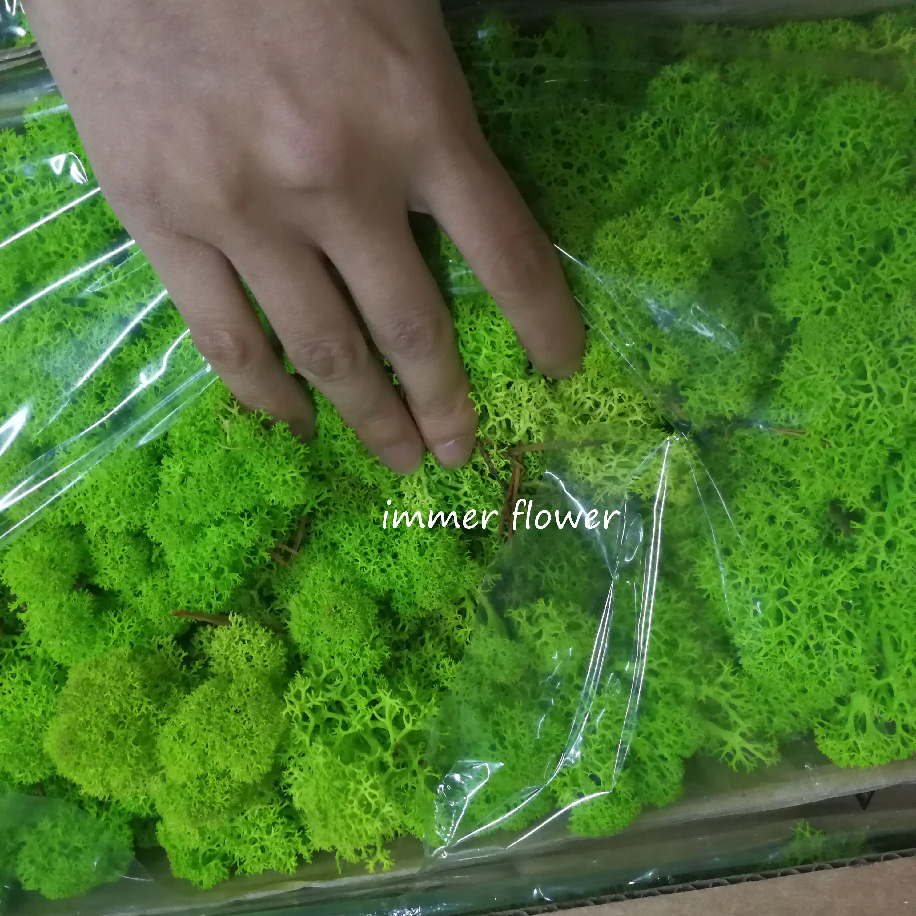 Widely supply green mos preserved moss make moss wall