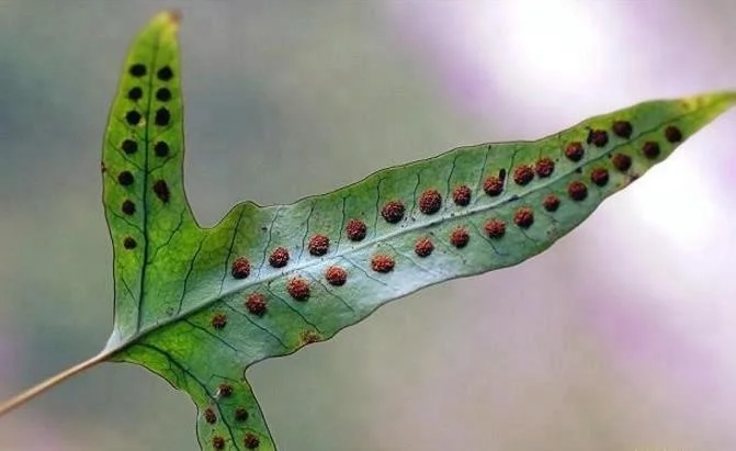 
Chinese wild herb dried Phymatopteris hastata (Thunb.) Kitag 