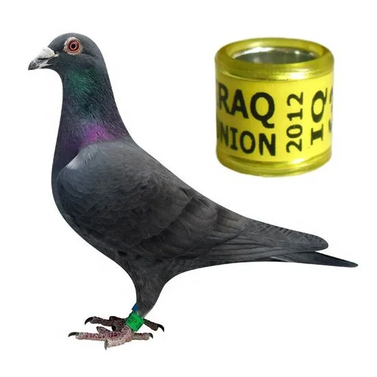 Factory plastic & aluminum pigeon and bird ring for birds Identification