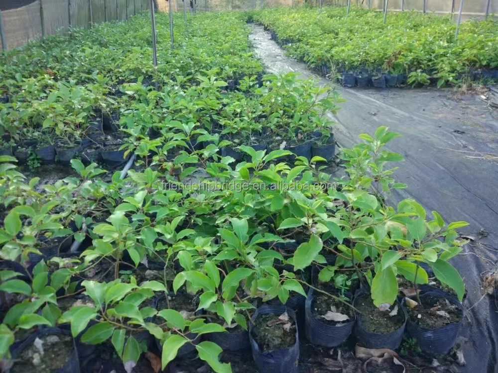 Cinnamomum kanehirae small seedlings