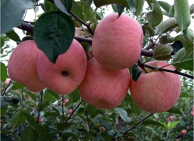 Jingning fuji apple