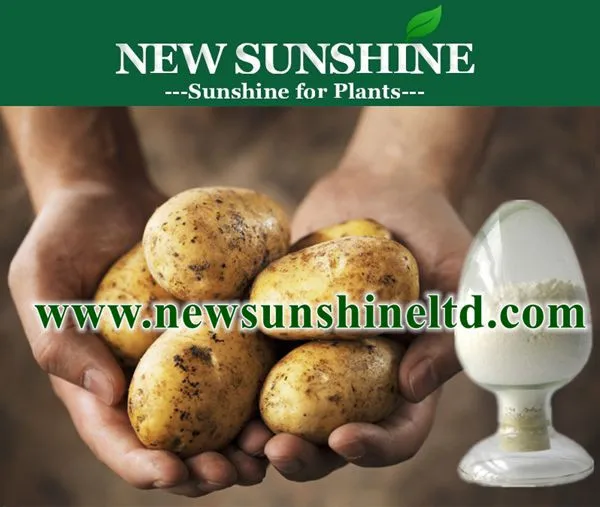 Best quality Tuber crops DCPTA