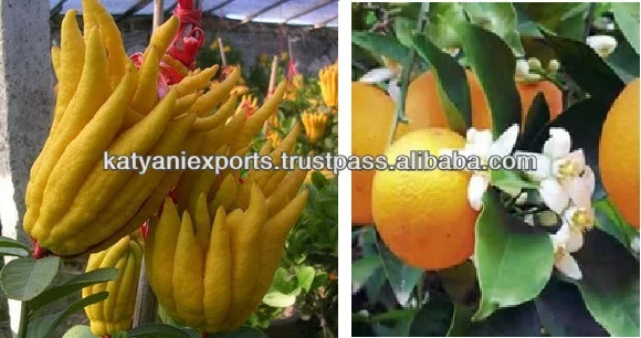 Global Demand on Best Quality 100% Natural Bergamot Essential Oil at Minimal Price