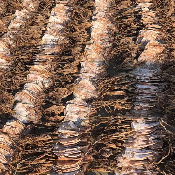 dried salted squids