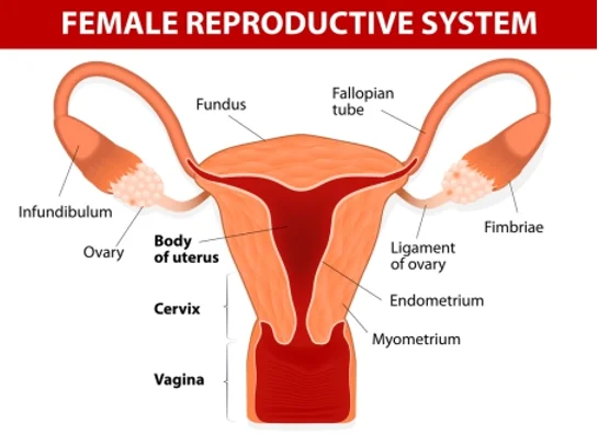2016 новые лазеры для хирургии и медицины оборудование омоложения жидкости