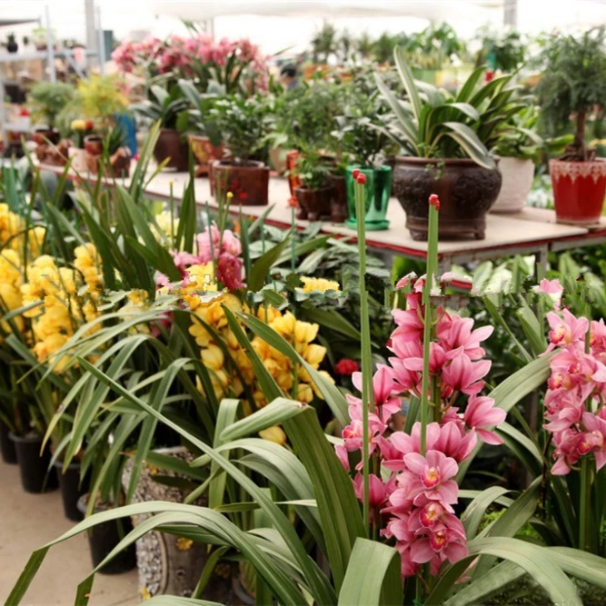 Китайская орхидея Cymbidium hookerianum bonsai