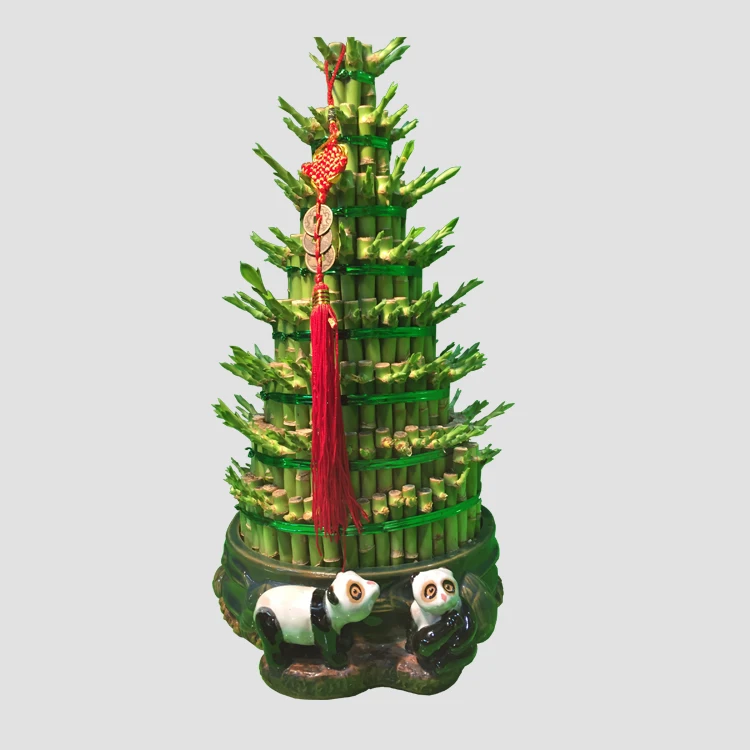
lucky bamboo tower aquatic plants dracaena sanderiana/bonsai planter natural indoor dracaena sanderiana 