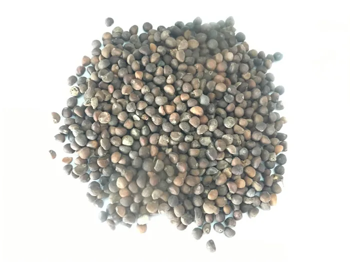 
Suntoday Green fast grow heat tolerant spinach seed planter 1kg/bag 