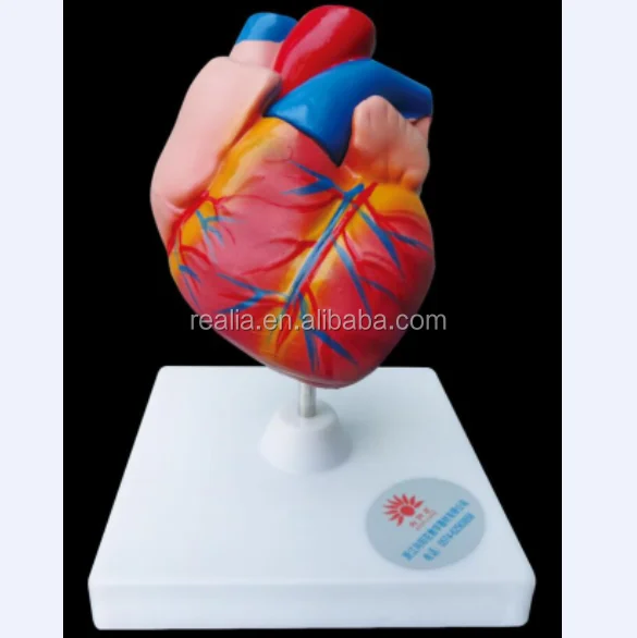 High quality PVC plastic human Heart anatomical model anatomy