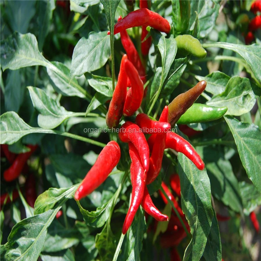 Capsanthin in Paprika Red Capsicum Annuum Pigment