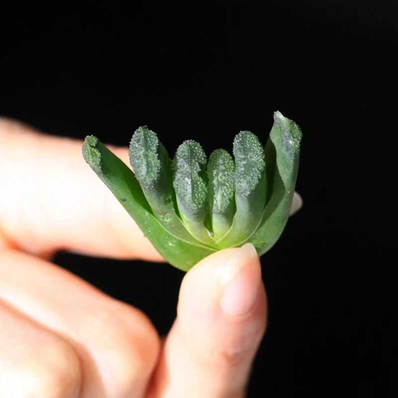 Красочные суккулентные растения haworthia