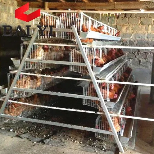 chicken cages galvanized and accessories poultry equipment qatar
