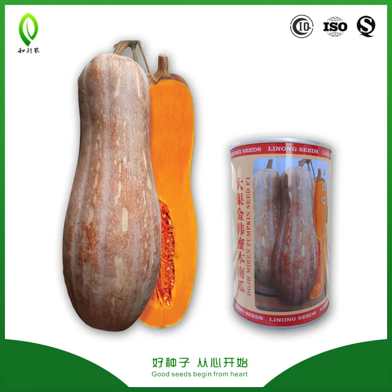 
Good fruiting honey pumpkin seeds price 