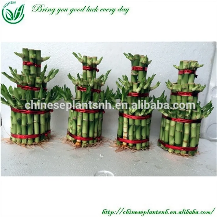 
Tower shape Dracaena Sanderiana Lucky Bamboo Indoor plant 