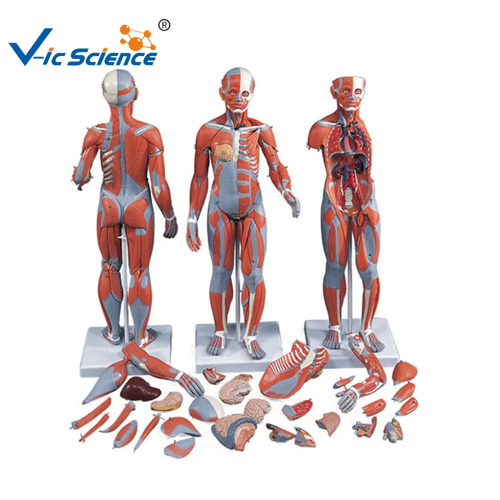 Whole muscles anatomy model human muscles anatomical model medical science education model
