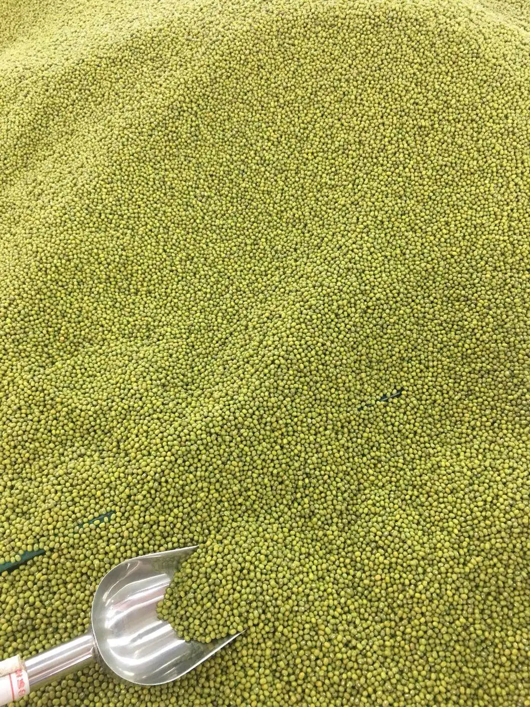 
Factory price good quality Grade 5A Myanmar green mung beans sprouted for sale 