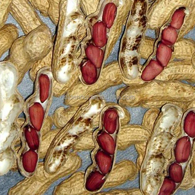 red skin peanut