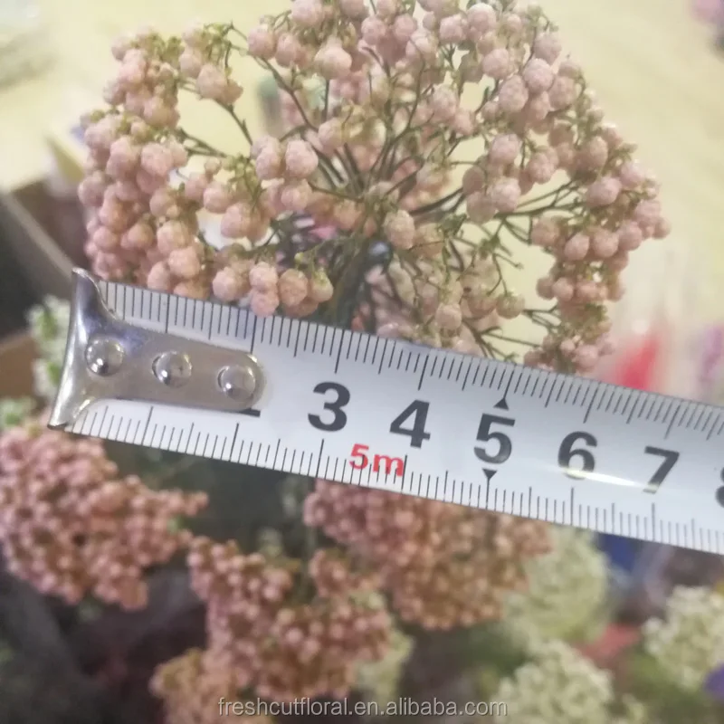 2017 new arrival preserved Millet flower long lasting dried rice flower bouquet at wholesale price