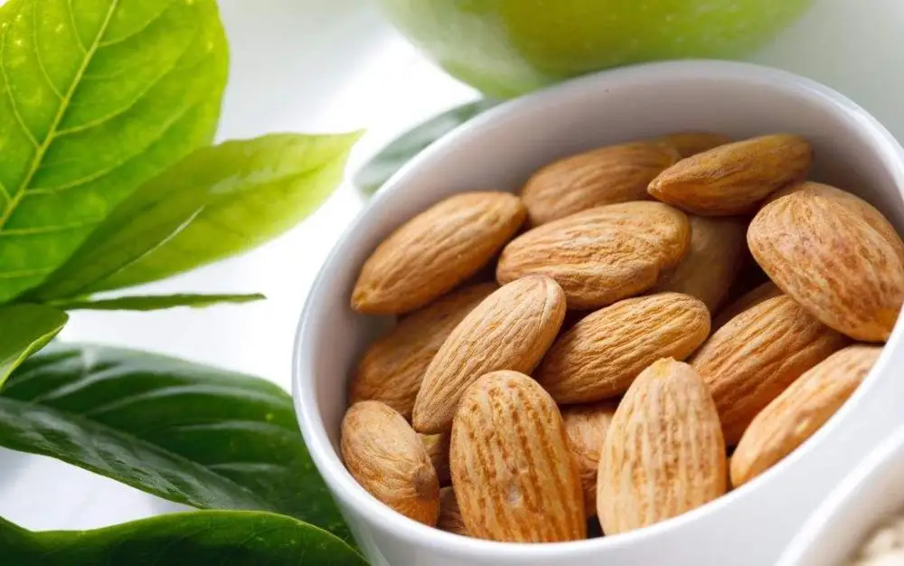 Edible raw natural kernels meat Dried Prunus armeniaca seeds for food