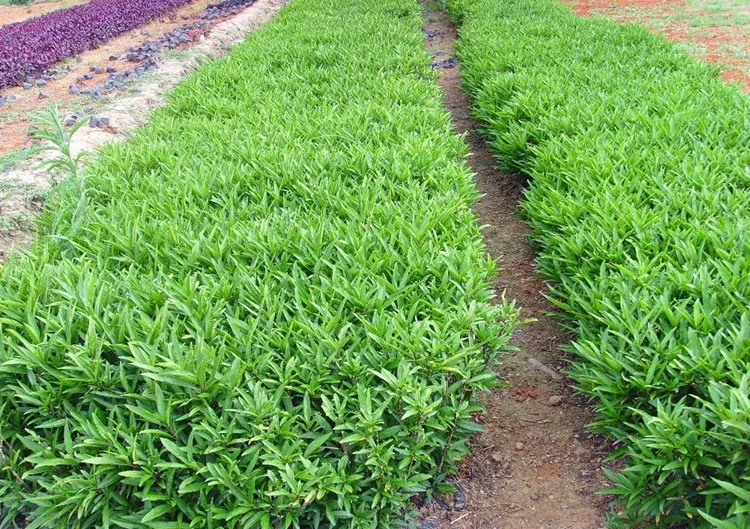 
The Landscape tree Heteropanax fragrans seedling 