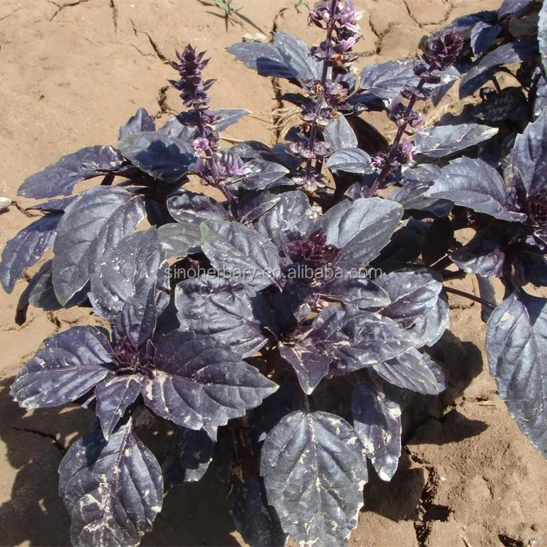 Высококачественные Семена сладкого базилика для посадки