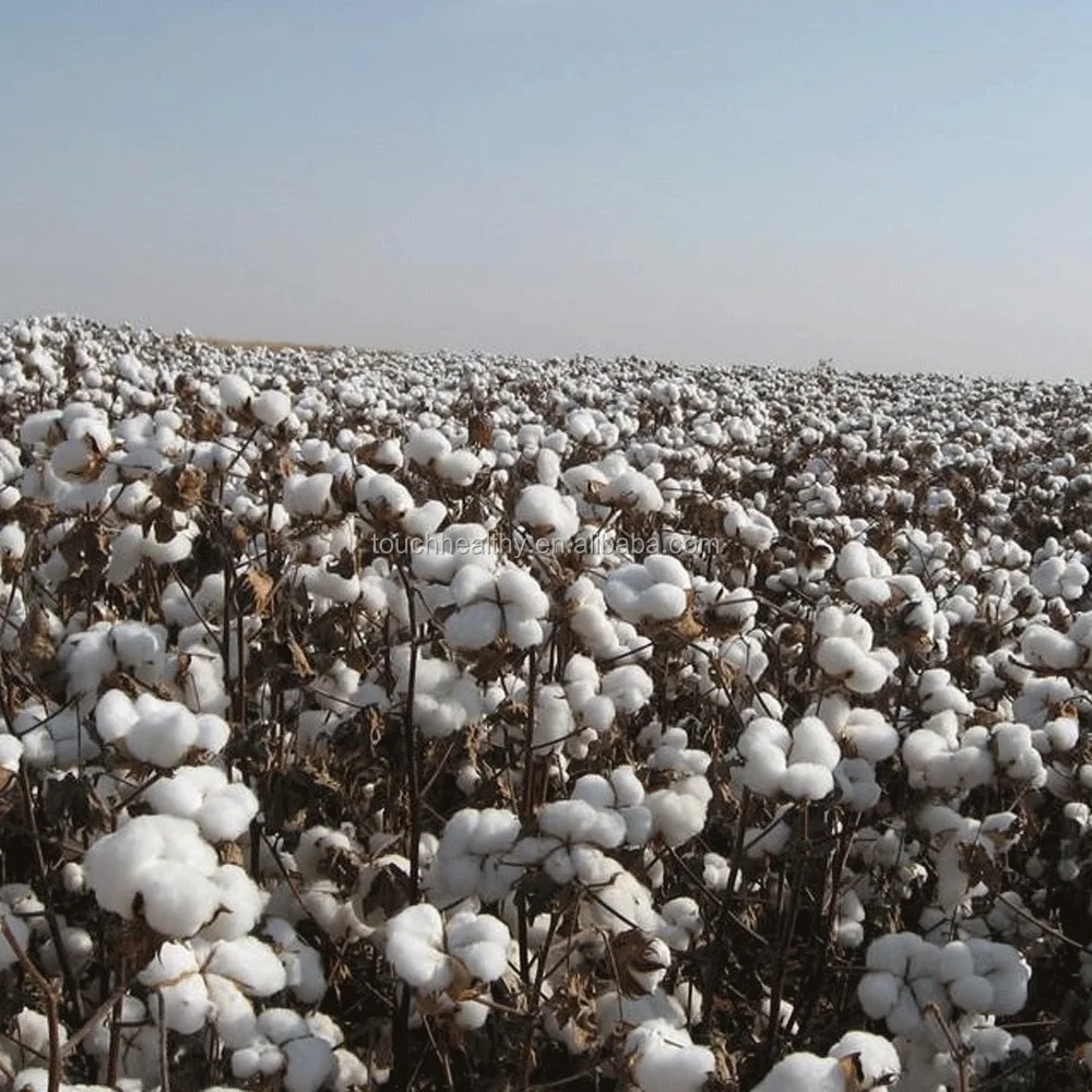 
2021 Touchhealthy supply High Quality Cotton Seeds 500gram/bags 
