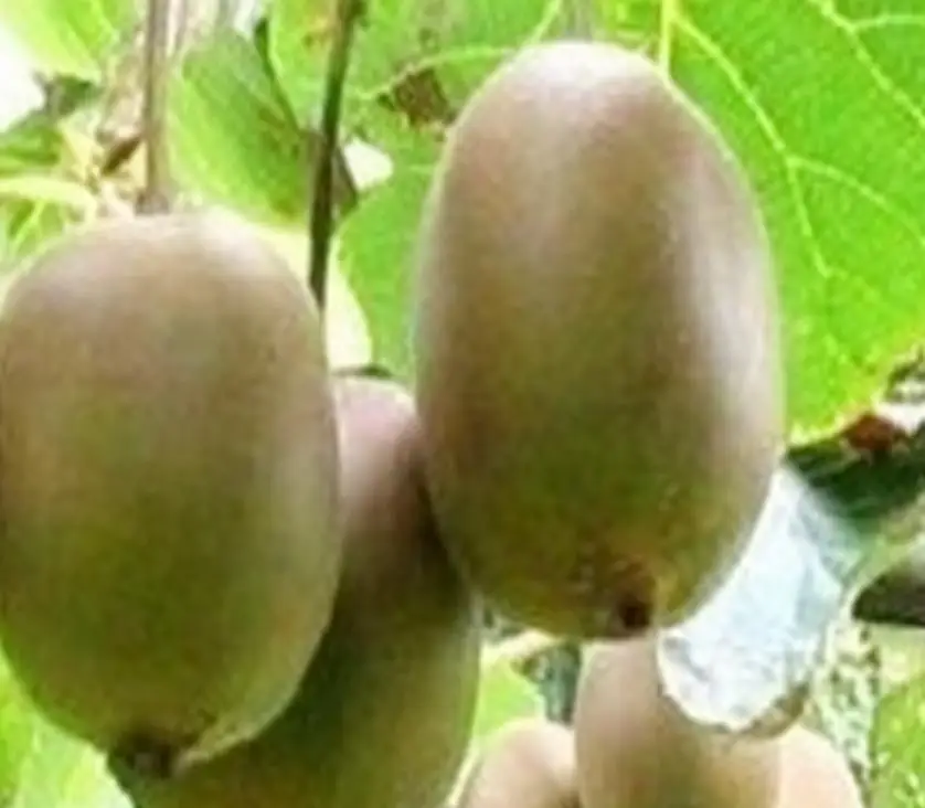 500g Top quality high yield red meat Kiwi Fruit Seeds for food