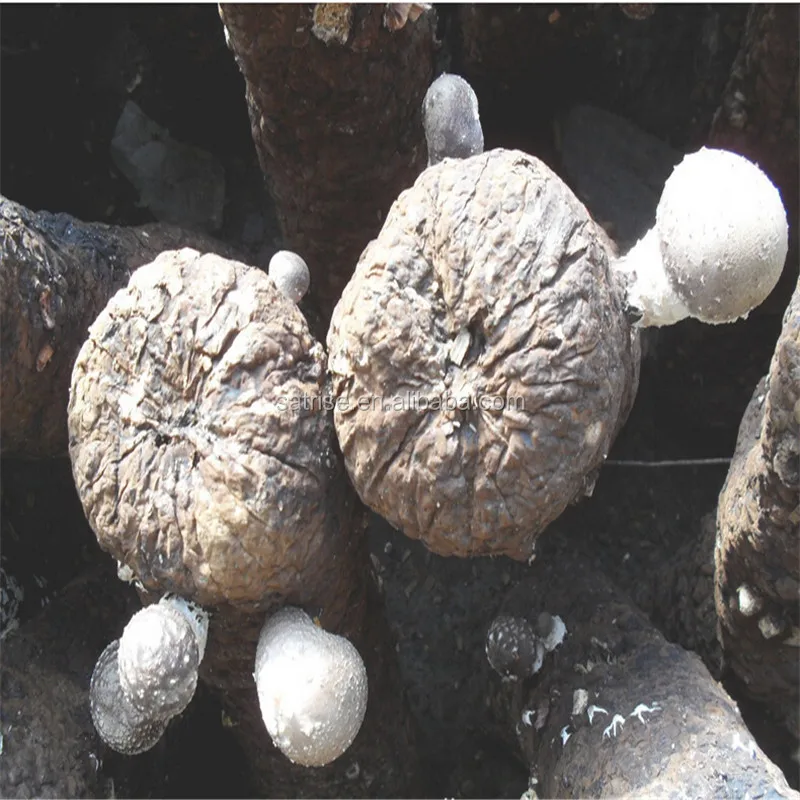 Edible Fungus Flower Shiitake Mushroom Bag Mycelium Spawn Shiitake Spawn Growing Log